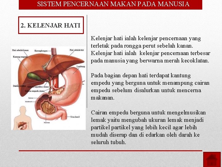  • SISTEM PENCERNAAN MAKAN PADA MANUSIA 2. KELENJAR HATI Kelenjar hati ialah kelenjar