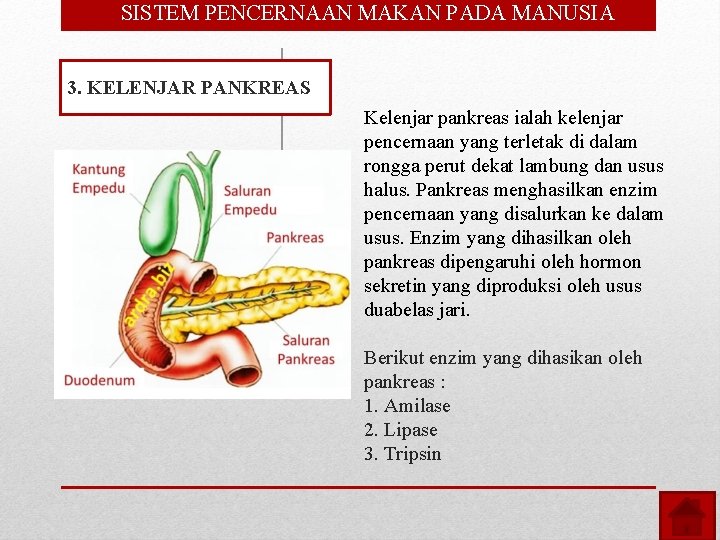  • SISTEM PENCERNAAN MAKAN PADA MANUSIA 3. KELENJAR PANKREAS Kelenjar pankreas ialah kelenjar