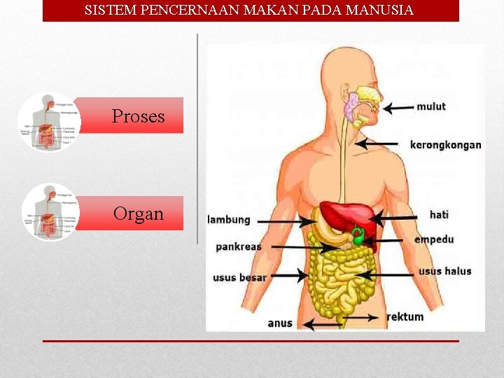 SISTEM PENCERNAAN MAKAN PADA MANUSIA Proses Organ 