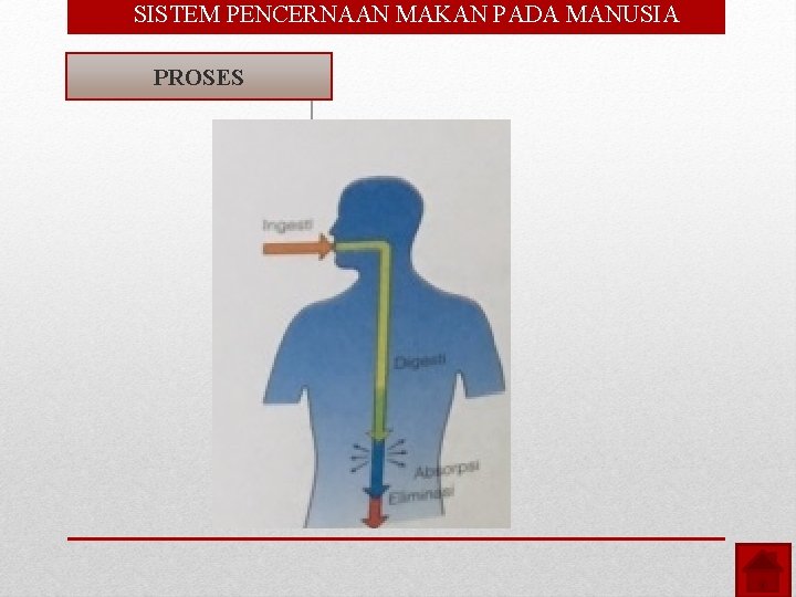  • SISTEM PENCERNAAN MAKAN PADA MANUSIA PROSES 