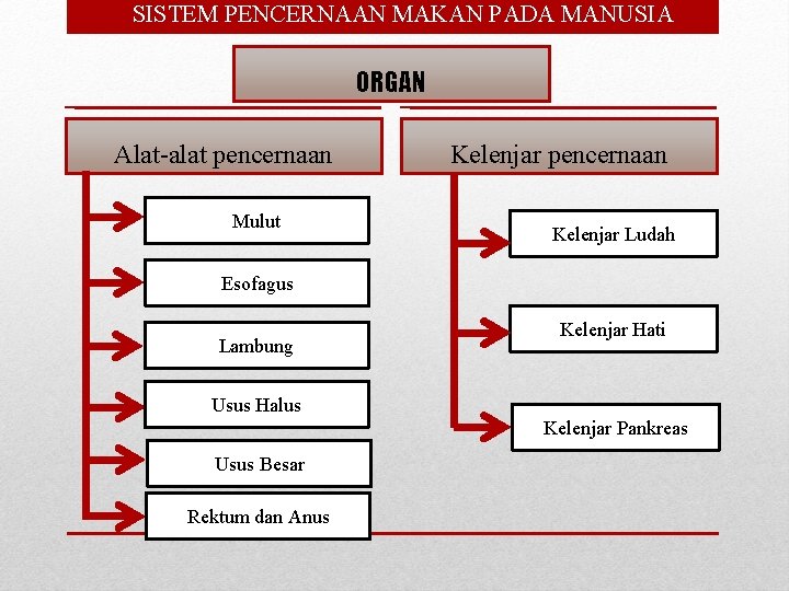  • SISTEM PENCERNAAN MAKAN PADA MANUSIA ORGAN Alat-alat pencernaan Mulut Kelenjar pencernaan Kelenjar