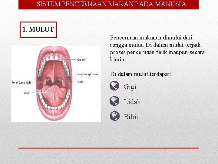  • SISTEM PENCERNAAN MAKAN PADA MANUSIA 1. MULUT Pencernaan makanan dimulai dari rongga