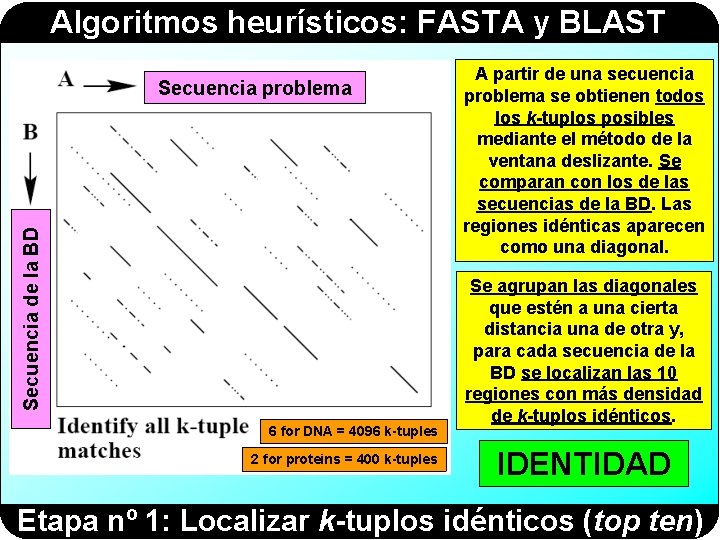 Algoritmos heurísticos: FASTA y BLAST Secuencia de la BD Secuencia problema 6 for DNA