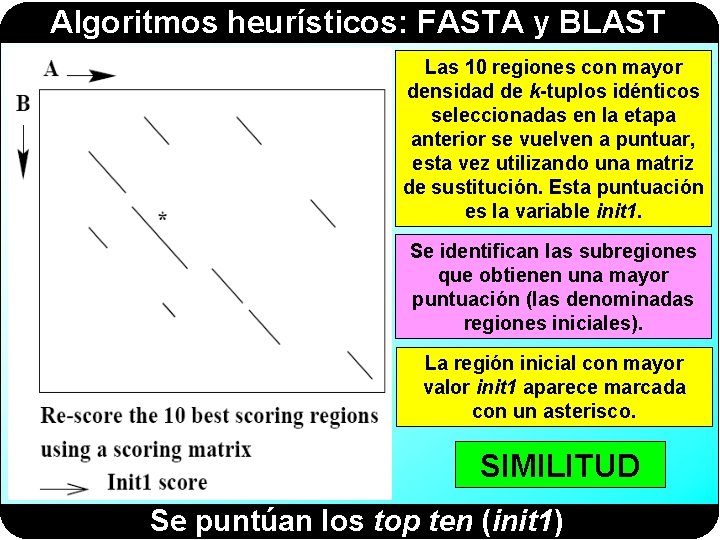 Algoritmos heurísticos: FASTA y BLAST Las 10 regiones con mayor densidad de k-tuplos idénticos