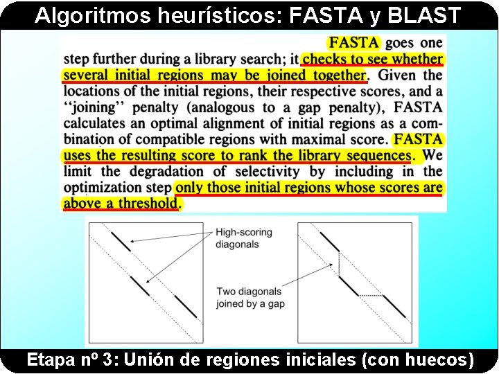 Algoritmos heurísticos: FASTA y BLAST Etapa nº 3: Unión de regiones iniciales (con huecos)