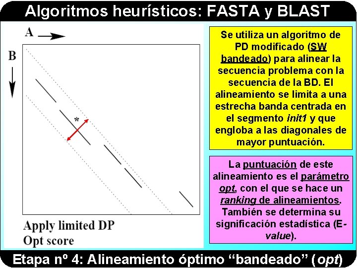 Algoritmos heurísticos: FASTA y BLAST Se utiliza un algoritmo de PD modificado (SW bandeado)