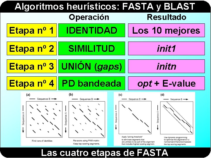 Algoritmos heurísticos: FASTA y BLAST Operación Resultado Etapa nº 1 IDENTIDAD Los 10 mejores