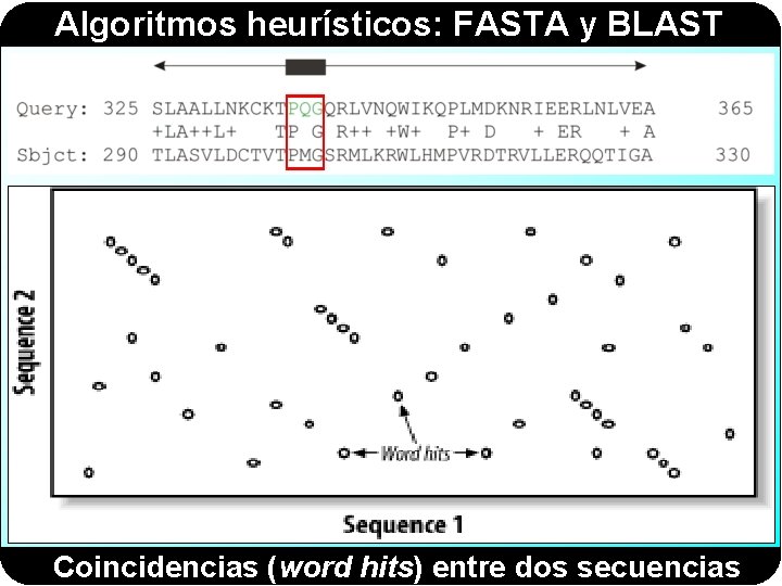 Algoritmos heurísticos: FASTA y BLAST Coincidencias (word hits) entre dos secuencias 