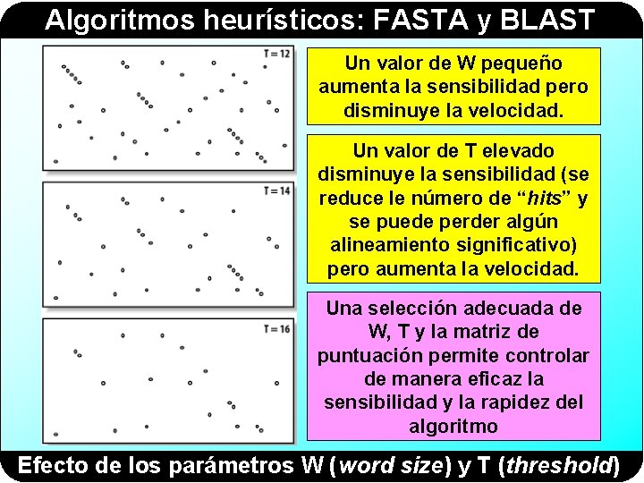 Algoritmos heurísticos: FASTA y BLAST Un valor de W pequeño aumenta la sensibilidad pero
