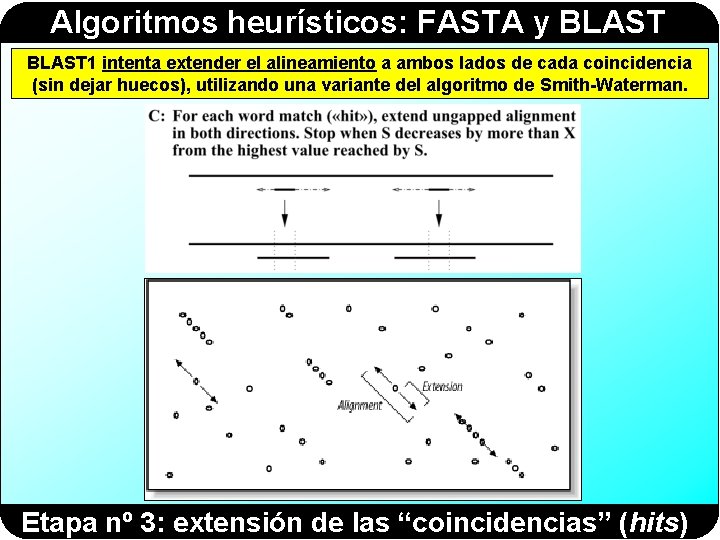 Algoritmos heurísticos: FASTA y BLAST 1 intenta extender el alineamiento a ambos lados de