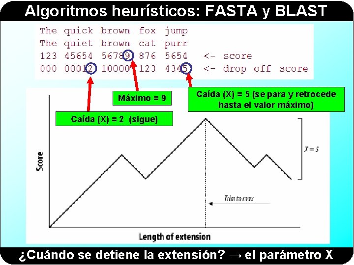 Algoritmos heurísticos: FASTA y BLAST Máximo = 9 Caída (X) = 5 (se para