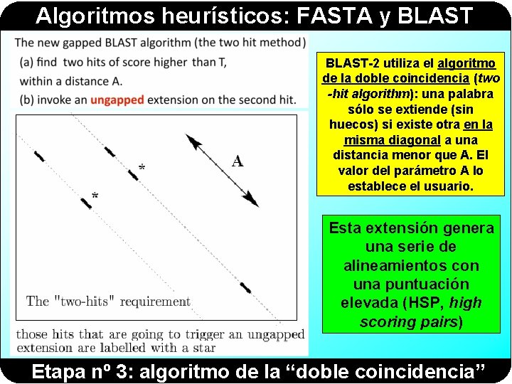 Algoritmos heurísticos: FASTA y BLAST-2 utiliza el algoritmo de la doble coincidencia (two -hit