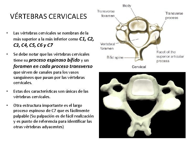 VÉRTEBRAS CERVICALES • Las vértebras cervicales se nombran de la más superior a la