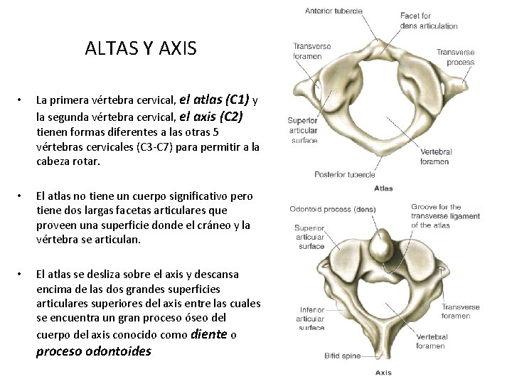 ALTAS Y AXIS • La primera vértebra cervical, el atlas (C 1) y la
