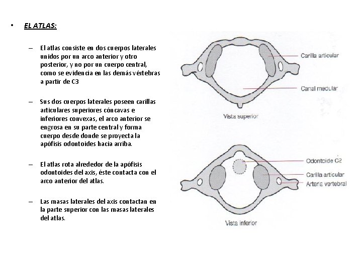  • EL ATLAS: – El atlas consiste en dos cuerpos laterales unidos por