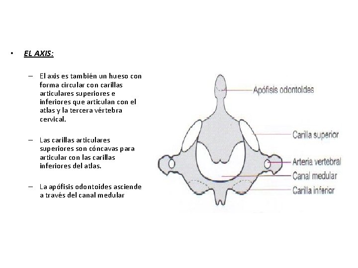  • EL AXIS: – El axis es también un hueso con forma circular