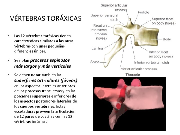 VÉRTEBRAS TORÁXICAS • Las 12 vértebras toráxicas tienen características similares a las otras vértebras
