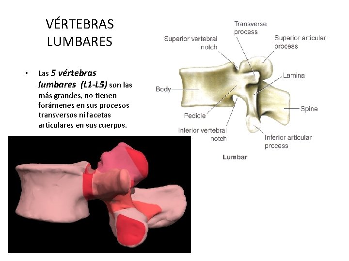 VÉRTEBRAS LUMBARES • Las 5 vértebras lumbares (L 1 -L 5) son las más