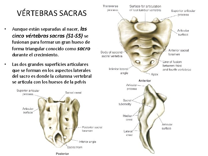 VÉRTEBRAS SACRAS • Aunque están separadas al nacer, las cinco vértebras sacras (S 1
