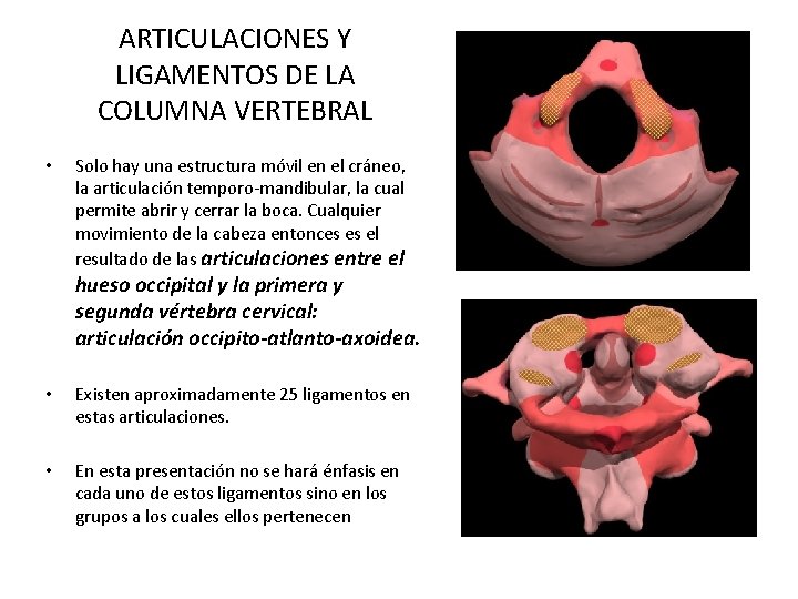 ARTICULACIONES Y LIGAMENTOS DE LA COLUMNA VERTEBRAL • Solo hay una estructura móvil en