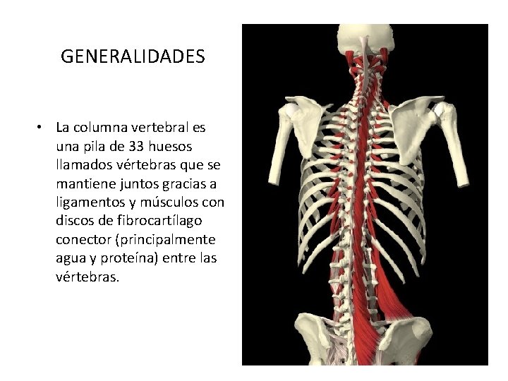 GENERALIDADES • La columna vertebral es una pila de 33 huesos llamados vértebras que