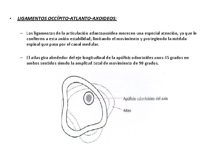  • LIGAMENTOS OCCÍPITO-ATLANTO-AXOIDEOS: – Los ligamentos de la articulación atlantoaxoidea merecen una especial