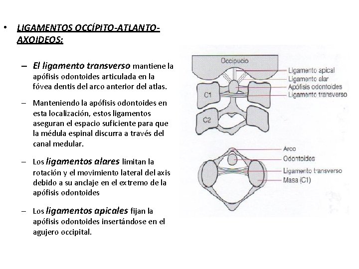  • LIGAMENTOS OCCÍPITO-ATLANTOAXOIDEOS: – El ligamento transverso mantiene la apófisis odontoides articulada en