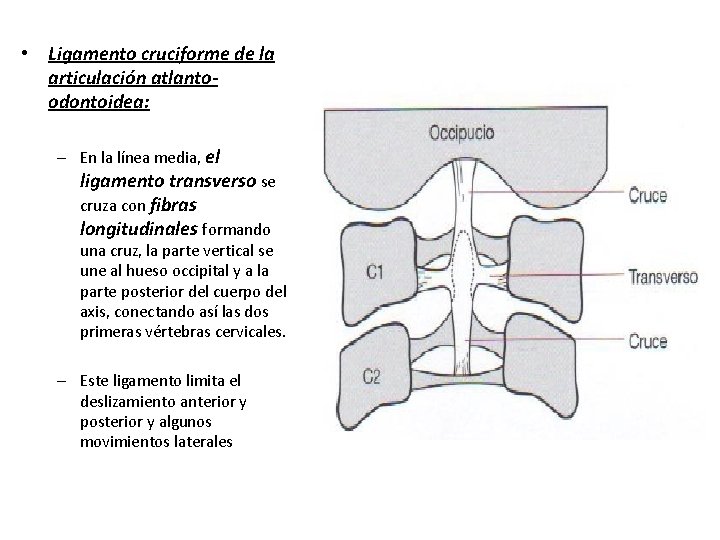  • Ligamento cruciforme de la articulación atlantoodontoidea: – En la línea media, el