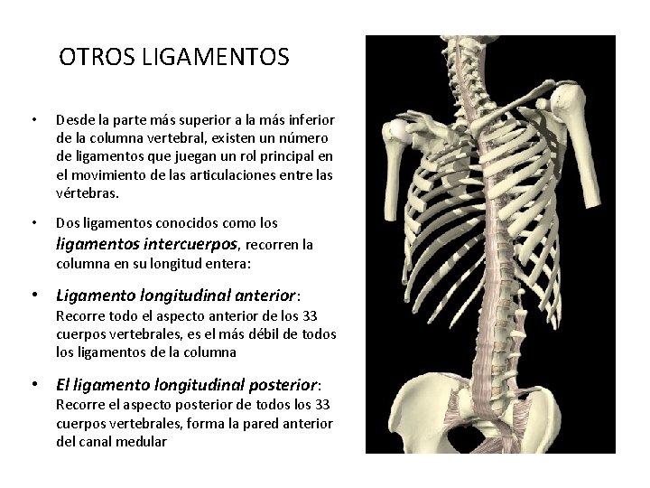 OTROS LIGAMENTOS • Desde la parte más superior a la más inferior de la