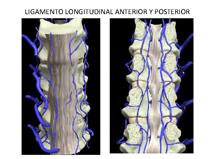 LIGAMENTO LONGITUDINAL ANTERIOR Y POSTERIOR 