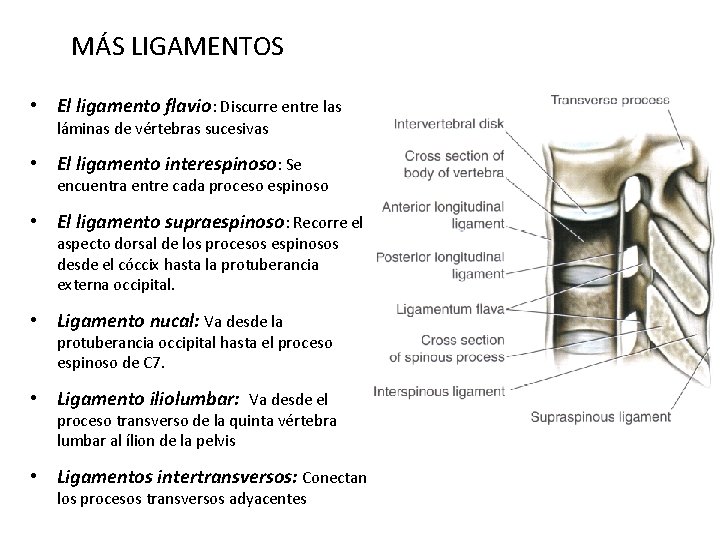 MÁS LIGAMENTOS • El ligamento flavio: Discurre entre las láminas de vértebras sucesivas •