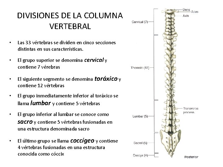 DIVISIONES DE LA COLUMNA VERTEBRAL • Las 33 vértebras se dividen en cinco secciones