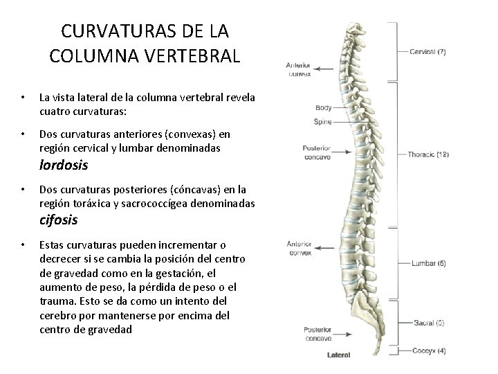 CURVATURAS DE LA COLUMNA VERTEBRAL • La vista lateral de la columna vertebral revela