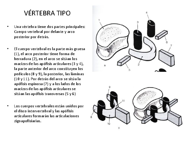 VÉRTEBRA TIPO • Una vértebra tiene dos partes principales: Cuerpo vertebral por delante y