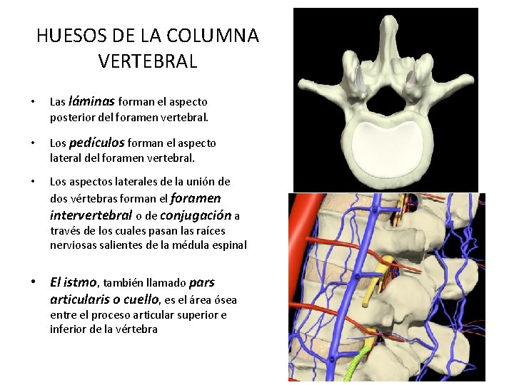 HUESOS DE LA COLUMNA VERTEBRAL • Las láminas forman el aspecto posterior del foramen