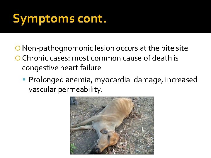 Symptoms cont. Non-pathognomonic lesion occurs at the bite site Chronic cases: most common cause