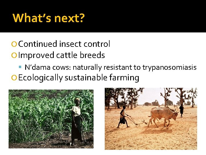 What’s next? Continued insect control Improved cattle breeds N’dama cows: naturally resistant to trypanosomiasis
