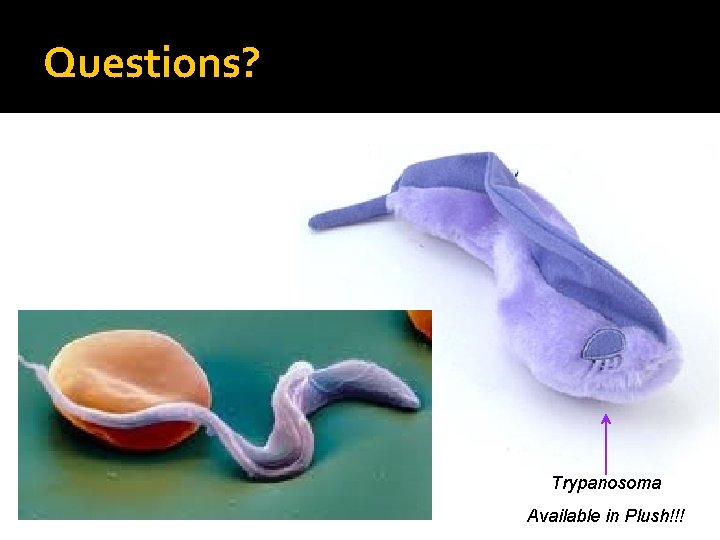Questions? Trypanosoma Available in Plush!!! 