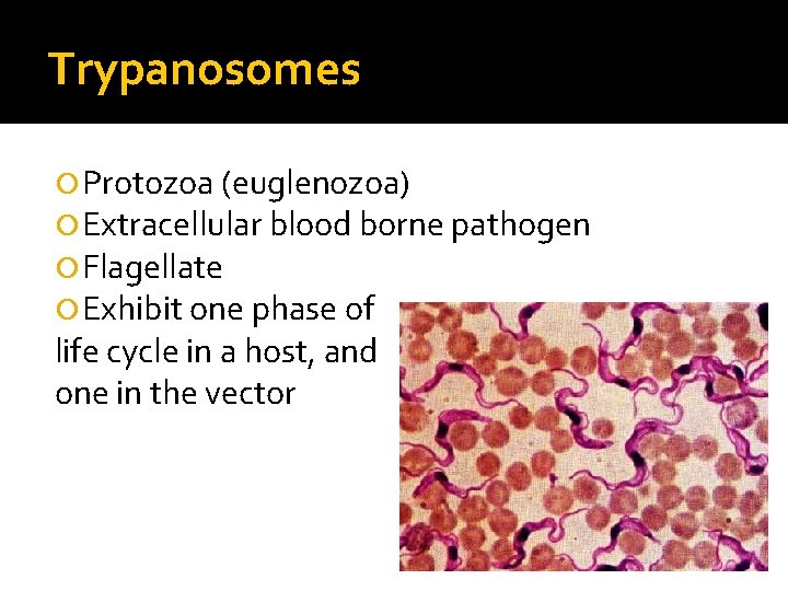 Trypanosomes Protozoa (euglenozoa) Extracellular blood borne pathogen Flagellate Exhibit one phase of life cycle