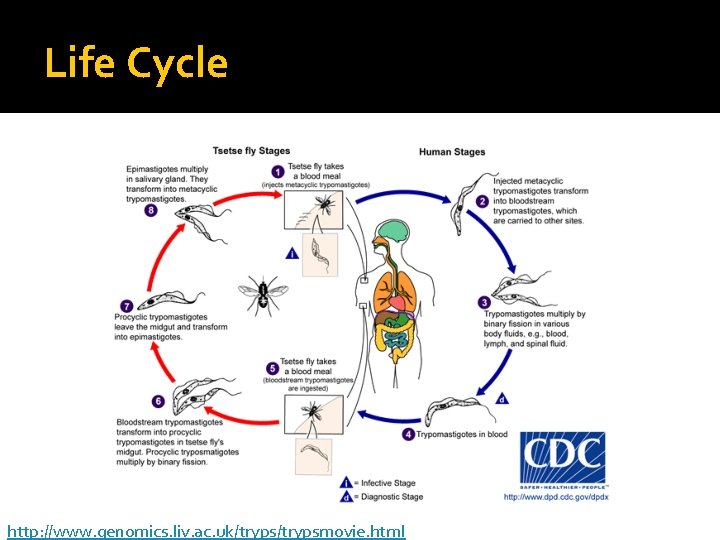 Life Cycle http: //www. genomics. liv. ac. uk/trypsmovie. html 