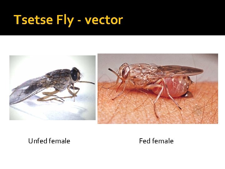 Tsetse Fly - vector Unfed female Fed female 