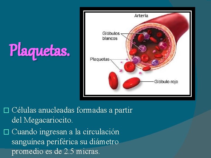 Plaquetas. Células anucleadas formadas a partir del Megacariocito. � Cuando ingresan a la circulación