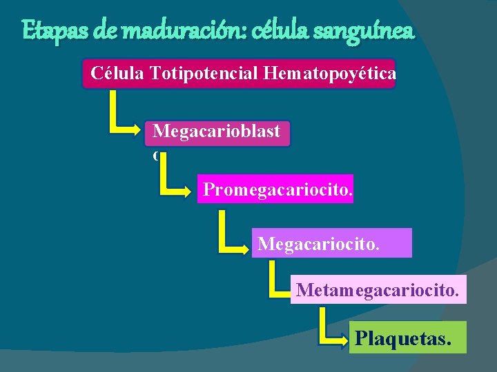 Etapas de maduración: célula sanguínea Célula Totipotencial Hematopoyética Megacarioblast o. Promegacariocito. Metamegacariocito. Plaquetas. 