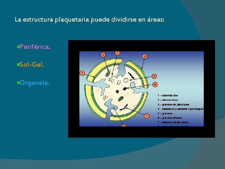 La estructura plaquetaria puede dividirse en áreas: Periférica. Sol-Gel. Organela. 