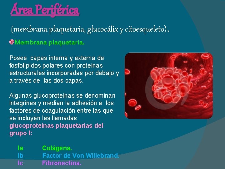 Área Periférica (membrana plaquetaria, glucocálix y citoesqueleto). Membrana plaquetaria. Posee capas interna y externa