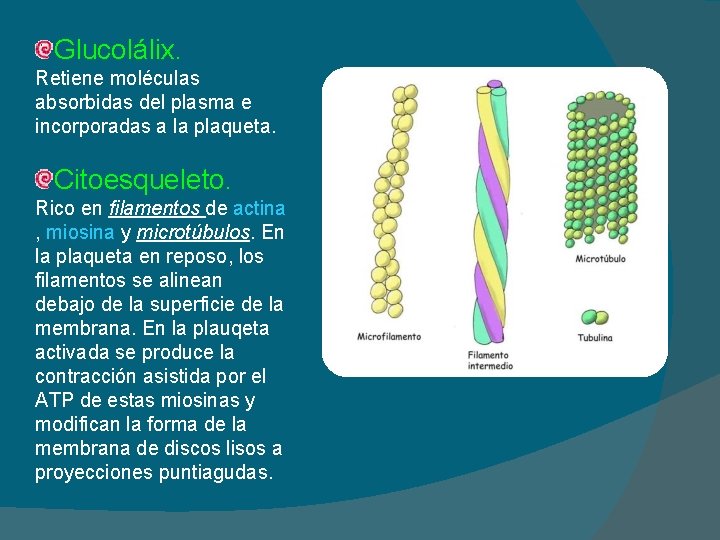 Glucolálix. Retiene moléculas absorbidas del plasma e incorporadas a la plaqueta. Citoesqueleto. Rico en