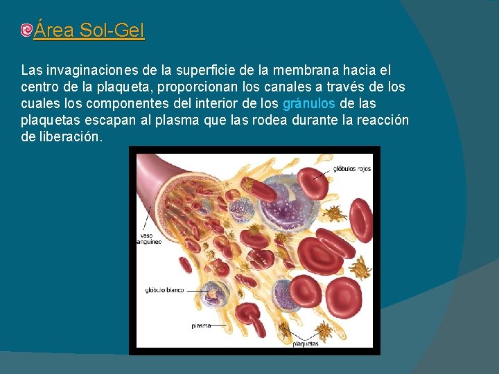 Área Sol-Gel Las invaginaciones de la superficie de la membrana hacia el centro de