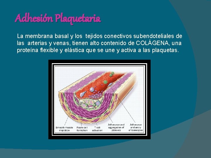 Adhesión Plaquetaria La membrana basal y los tejidos conectivos subendoteliales de las arterias y