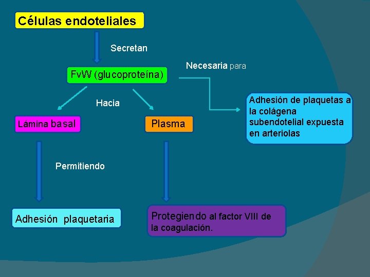 Células endoteliales. Secretan Fv. W (glucoproteína) Necesaria para Hacia Lámina basal Plasma Adhesión de