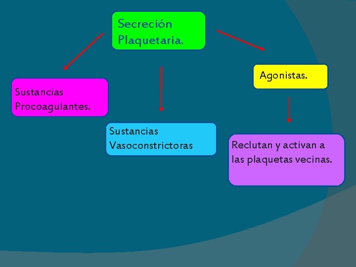 Secreción Plaquetaria. Agonistas. Sustancias Procoagulantes. Sustancias Vasoconstrictoras Reclutan y activan a las plaquetas vecinas.